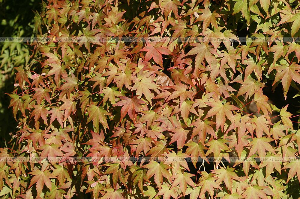 Acer palmatum