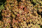 Acer palmatum