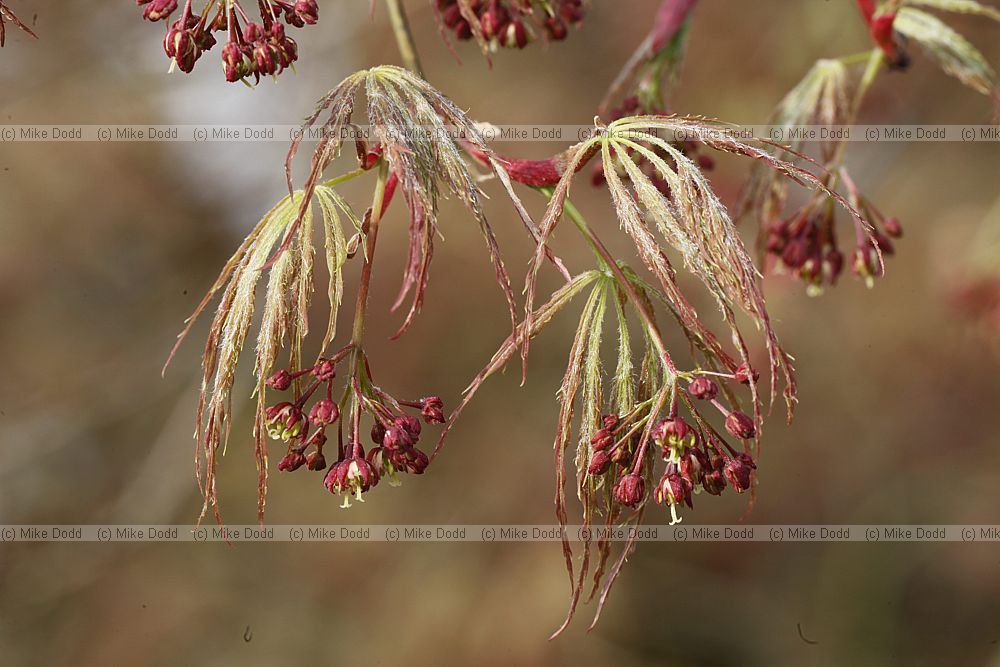 Acer palmatum var dissectum 'Atropurpureum'