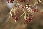 Acer palmatum var dissectum 'Atropurpureum'