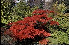Acer palmatum var dissectum 'Ornatum' at Bath botanic garden
