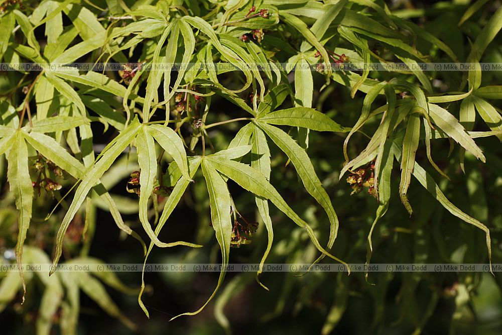 Acer palmatum 'Linearilobum'