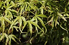 Acer palmatum 'Linearilobum'