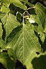 Acer pectinatum