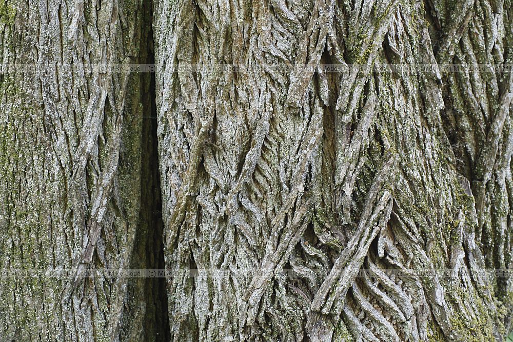 Acer platanoides Norway Maple