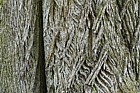 Acer platanoides Norway Maple