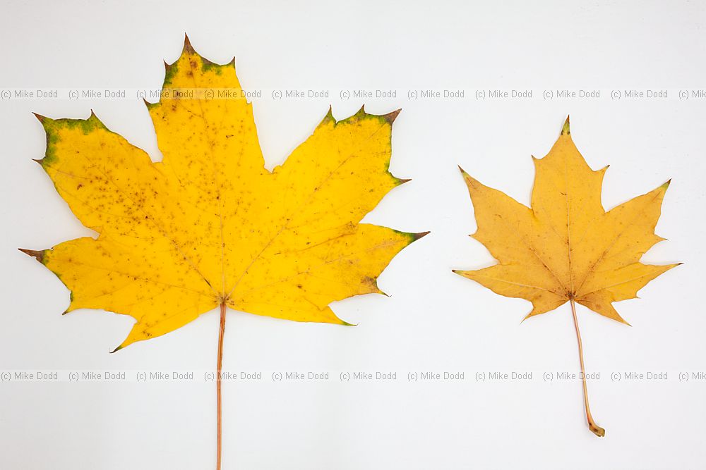 Acer platanoides Norway Maple