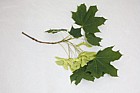 Acer platanoides Norway Maple