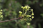 Acer platanoides Norway maple
