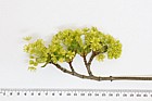 Acer platanoides Norway maple
