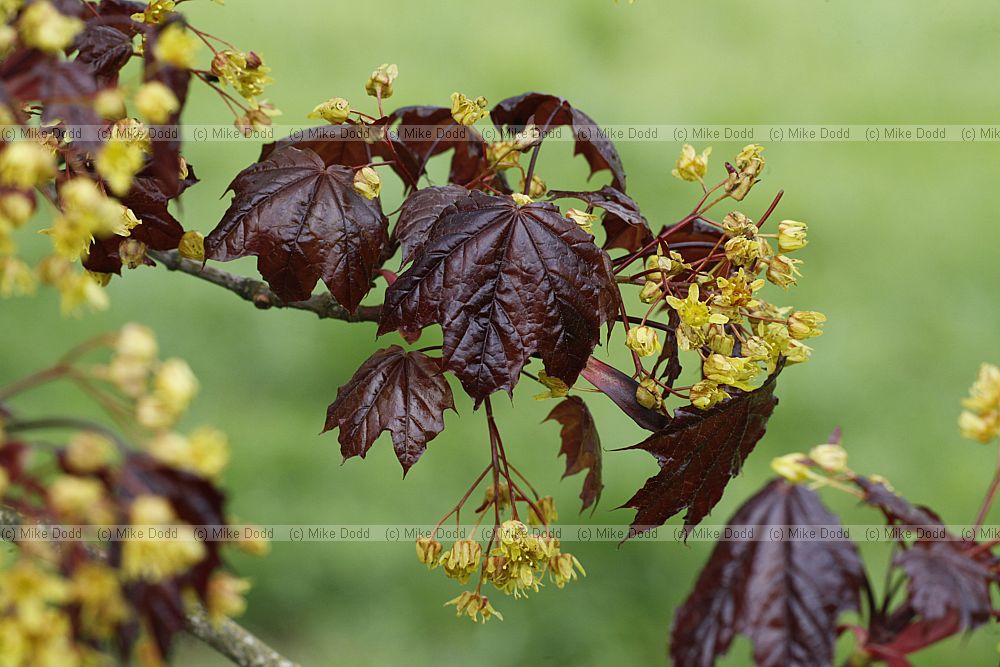 Acer platanoides 'Crimson King'