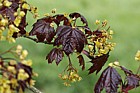 Acer platanoides 'Crimson King'