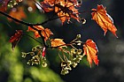 Acer platanoides 'Crimson King'