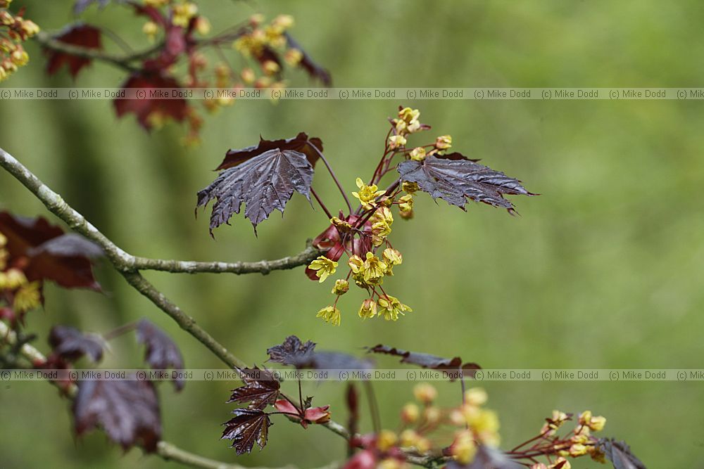 Acer platanoides 'Faassen's Black'