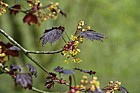 Acer platanoides 'Faassen's Black'