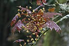 Acer platanoides 'Schwedleri'