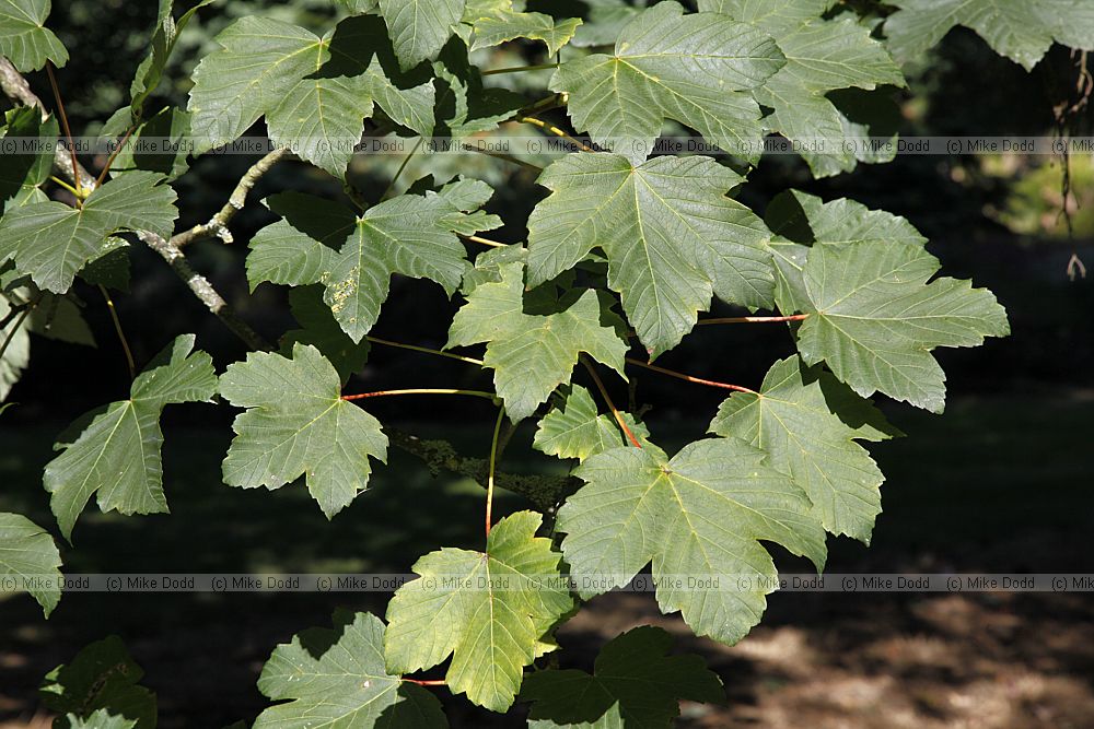 Acer pseudoplatanus Sycamore