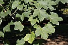 Acer pseudoplatanus Sycamore