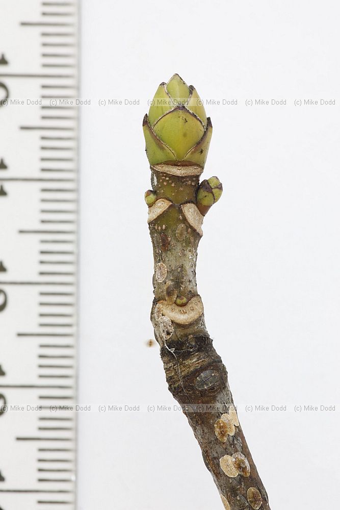 Acer pseudoplatanus Sycamore