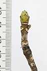 Acer pseudoplatanus Sycamore