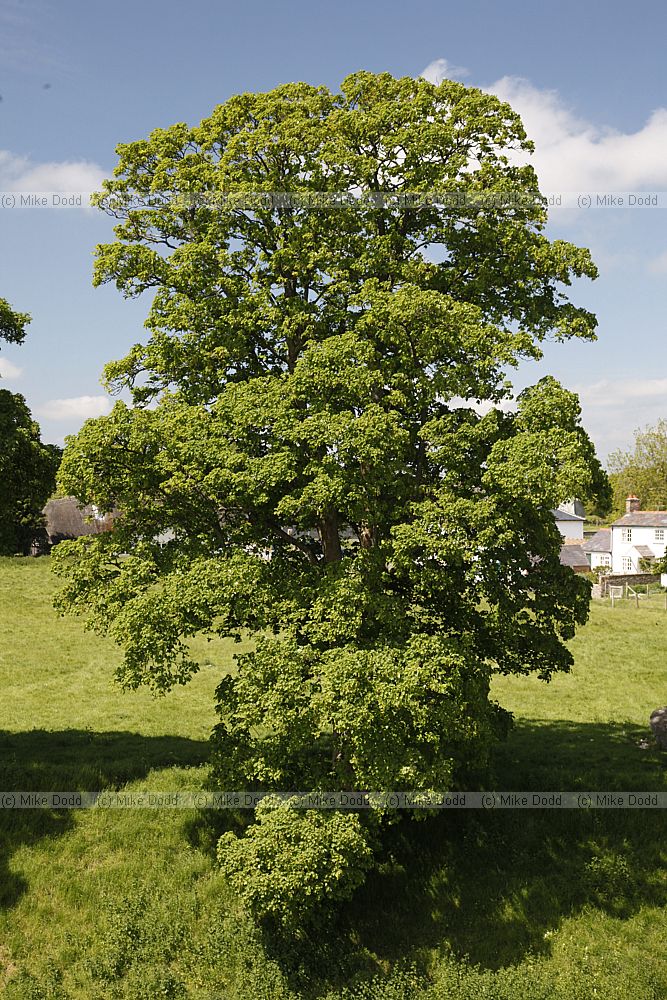 Acer pseudoplatanus Sycamore