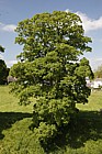 Acer pseudoplatanus Sycamore
