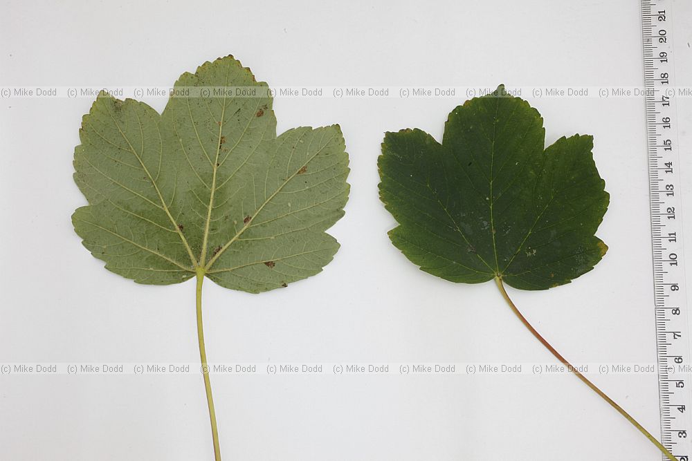 Acer pseudoplatanus Sycamore