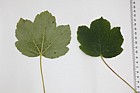Acer pseudoplatanus Sycamore