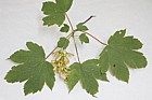 Acer pseudoplatanus Sycamore