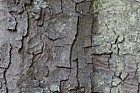 Acer pseudoplatanus 'Atropurpureum' Purple-leaved Sycamore