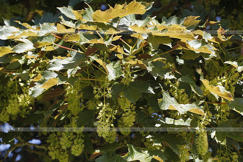 Acer pseudoplatanus 'Atropurpureum' Purple-leaved Sycamore