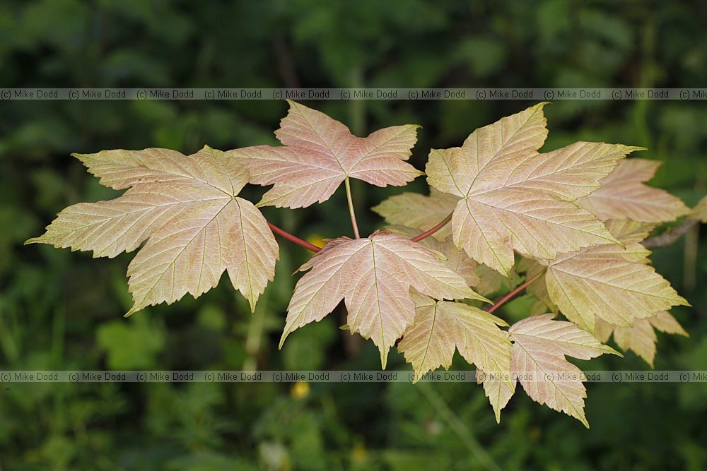 Acer pseudoplatanus 'Brilliantissimum'