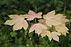 Acer pseudoplatanus 'Brilliantissimum'
