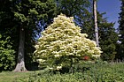 Acer pseudoplatanus 'Brilliantissimum'