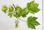 Acer pseudoplatanus 'Leopoldii'
