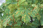 Acer pseudoplatanus Sycamore