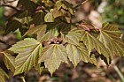 Acer pycnanthum