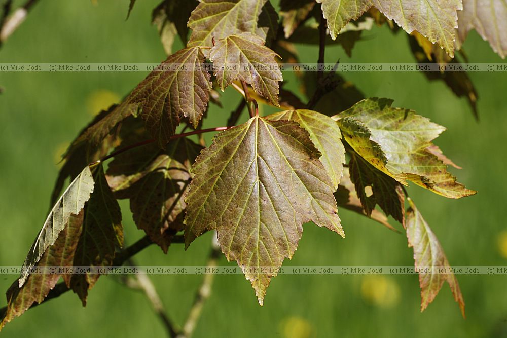 Acer pycnanthum Japanese red maple