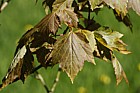 Acer pycnanthum Japanese red maple