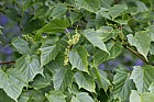 Acer rubescens
