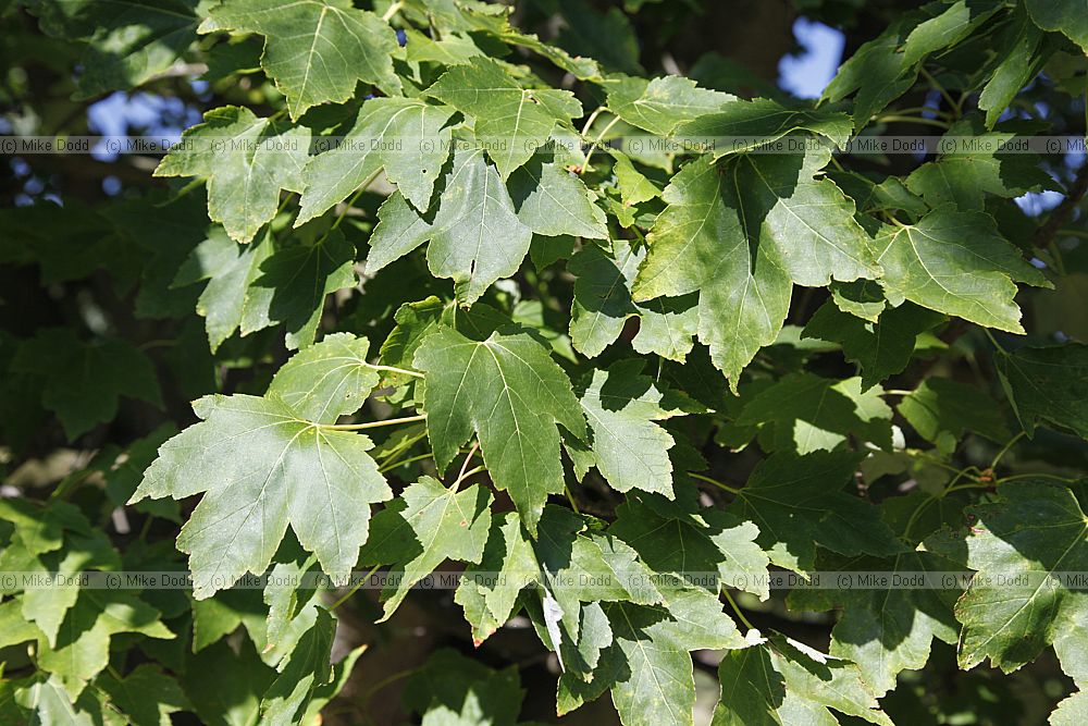 Acer rubrum Scarlet Maple