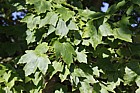 Acer rubrum Scarlet Maple
