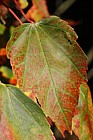 Acer rubrum Red Maple