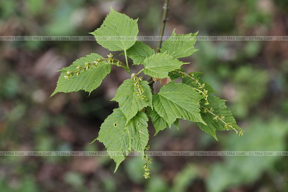 Acer rufinerve