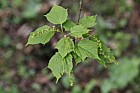 Acer rufinerve