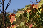 Acer rufinerve Grey-budded Maple