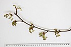 Acer saccharinum Silver maple