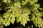 Acer saccharinum Silver Maple