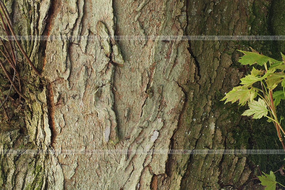 Acer saccharinum Silver Maple