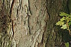 Acer saccharinum Silver Maple